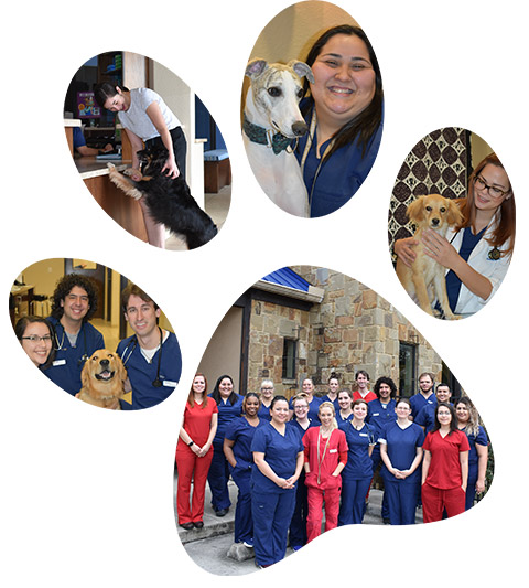 Bingle Vet Clinics Support Team