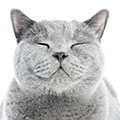 British Shorthair cat